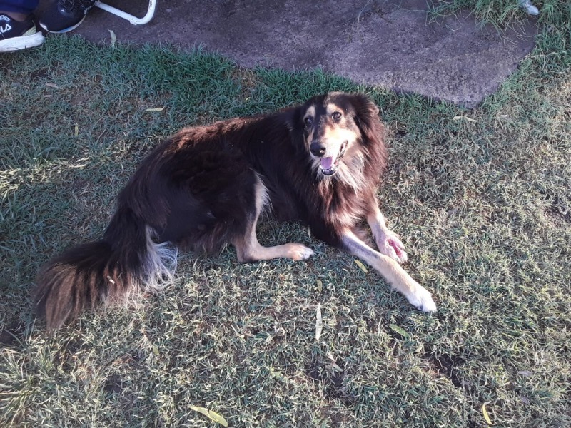 Se reencontr con su perro despus de estar perdido durante siete aos